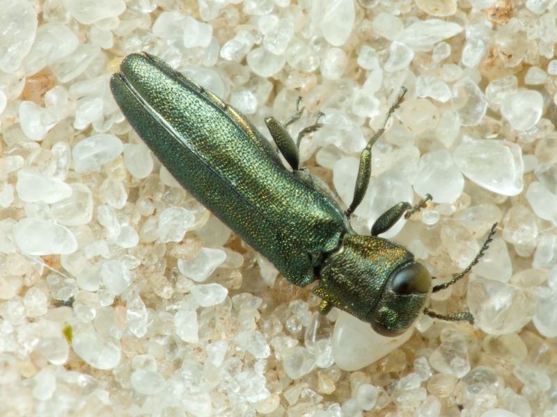 Agrilus angustulus angustulus (Illiger, 1803)